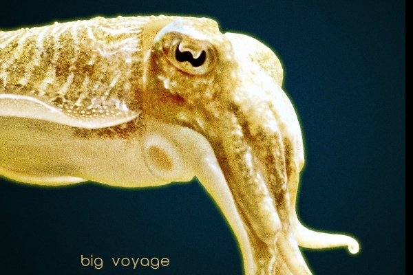 big voyage cuttlefish ep